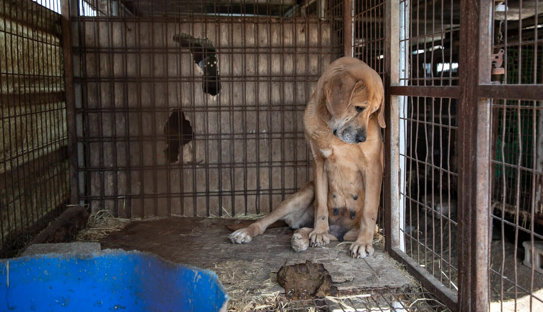 Hai thai do trai nguoc voi cho o Han Quoc hinh anh