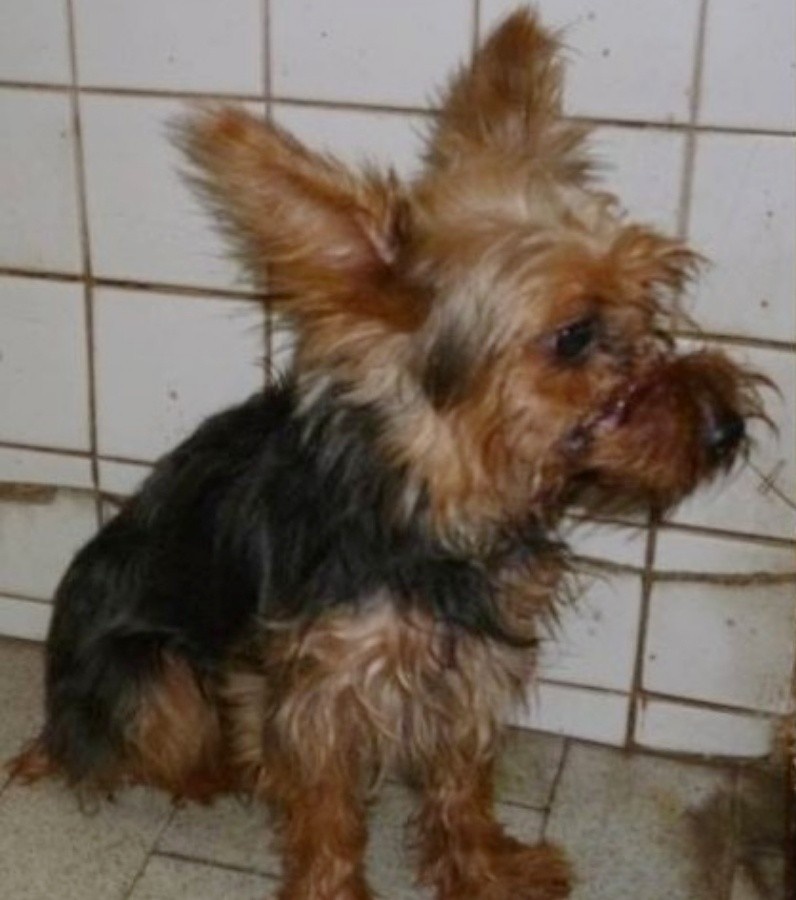 nguoc dai dong vat anh 1