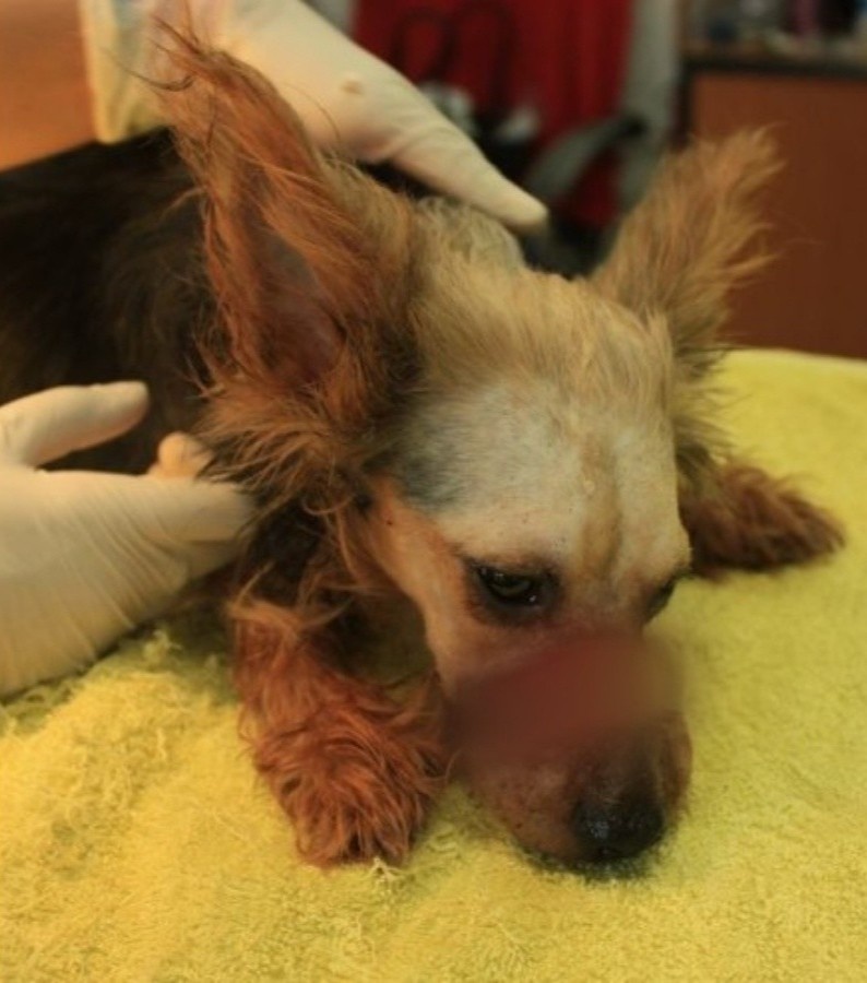 nguoc dai dong vat anh 2