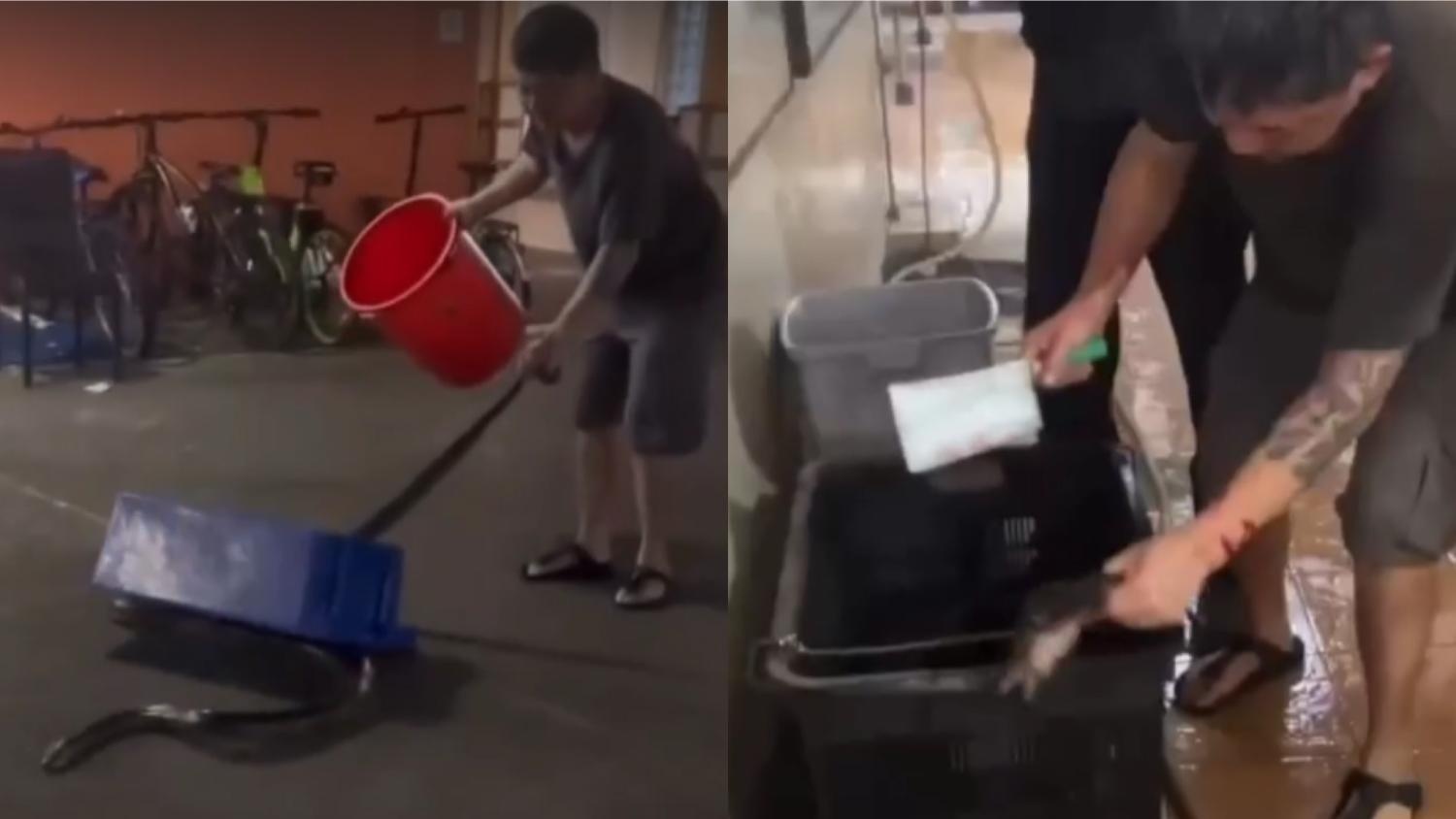 nguoc dai dong vat anh 3