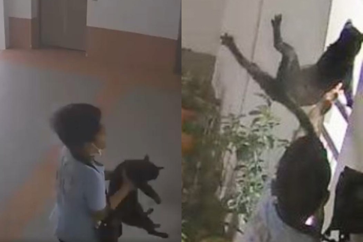 Thay gi tu viec be trai Singapore nem meo tu tang 22 xuong dat hinh anh