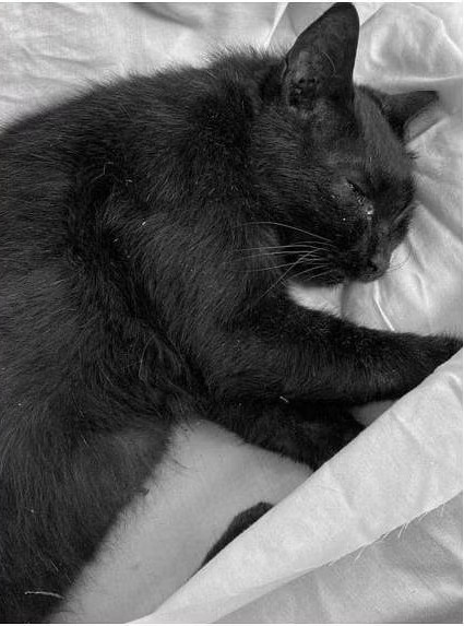 nguoc dai dong vat anh 5