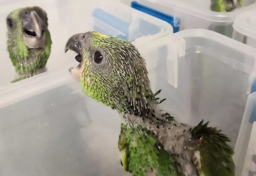 Doi mat an tu 20 nam vi 'xach tay' chim vet qua san bay My hinh anh