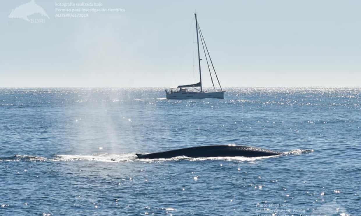 Ca voi xanh tro lai bo bien Tay Ban Nha sau 40 nam vang bong hinh anh