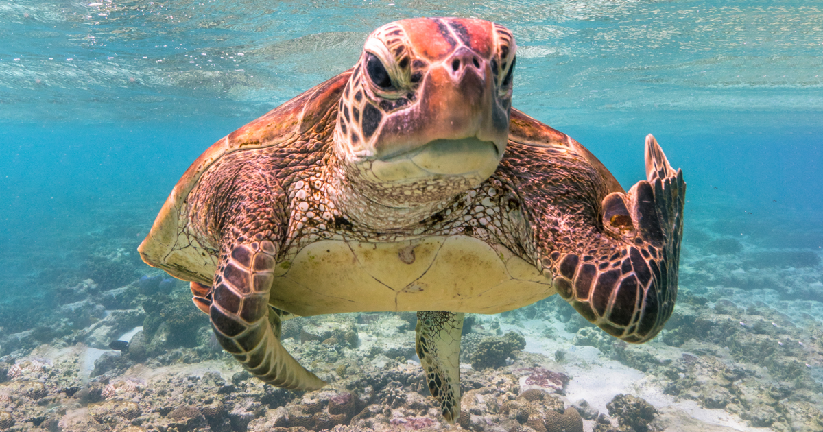 giai thuong nhiep anh dong vat hoang da hai huoc anh 8