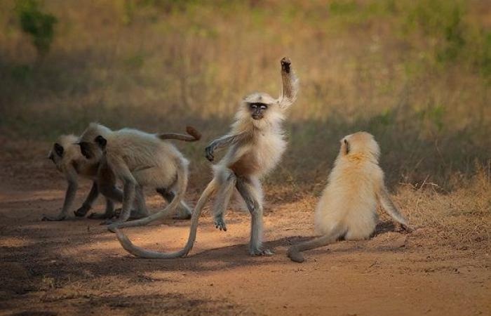 giai thuong nhiep anh dong vat hoang da hai huoc anh 6