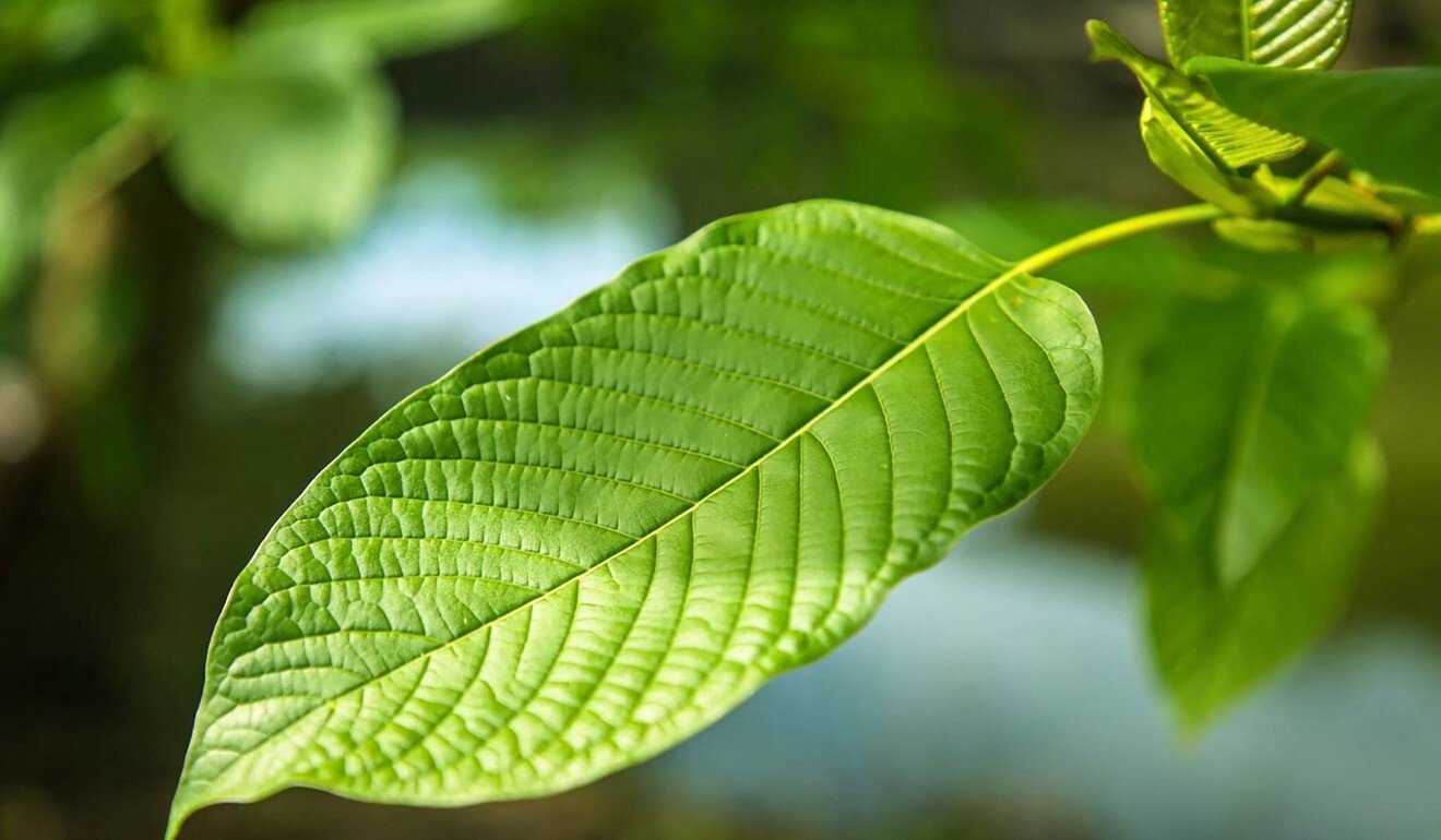 viec su dung kratom anh 1