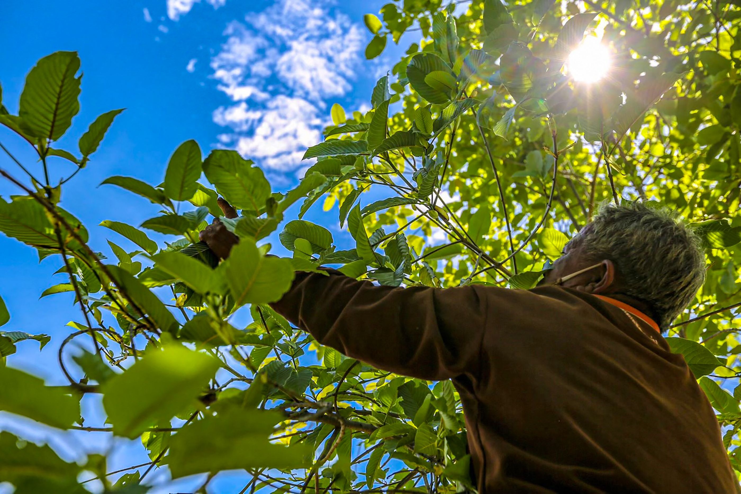 viec su dung kratom anh 3