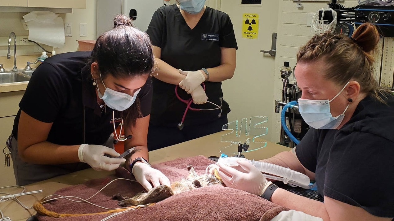 dong vat mac Covid-19 anh 3