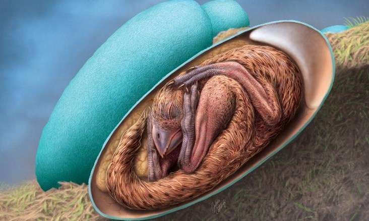 Phat hien hoa thach khung long con o tu the chua tung thay trong trung hinh anh