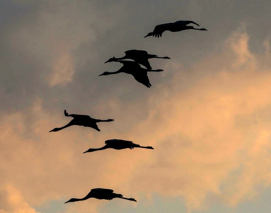 Israel hung chiu tham hoa dong vat hoang da chet choc nhat lich su hinh anh