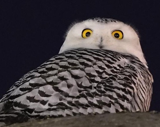 Cu tuyet hiem gap o Dien Capitol hinh anh