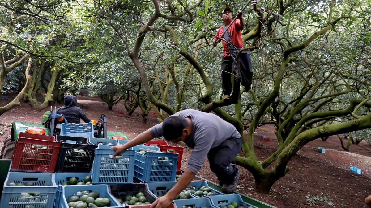 gia chanh o Mexico tang anh 2