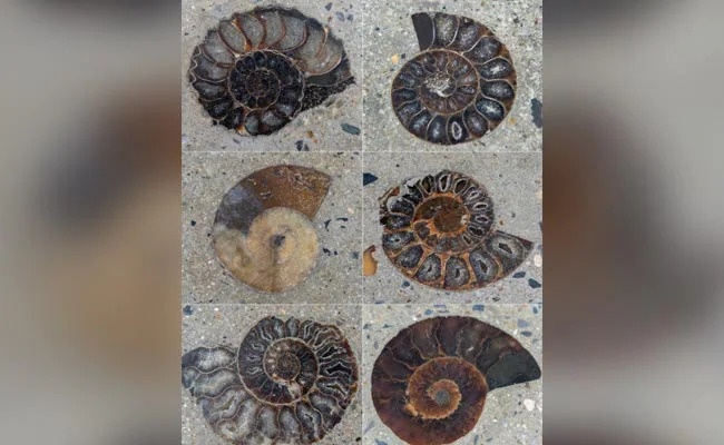 hoa thach cuc da anh 1