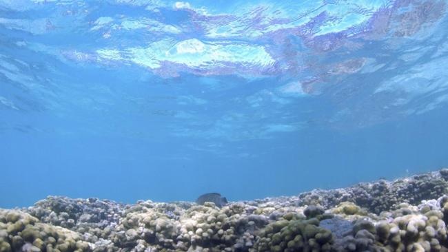 Nong do axit trong dai duong cao ky luc trong 26.000 nam hinh anh