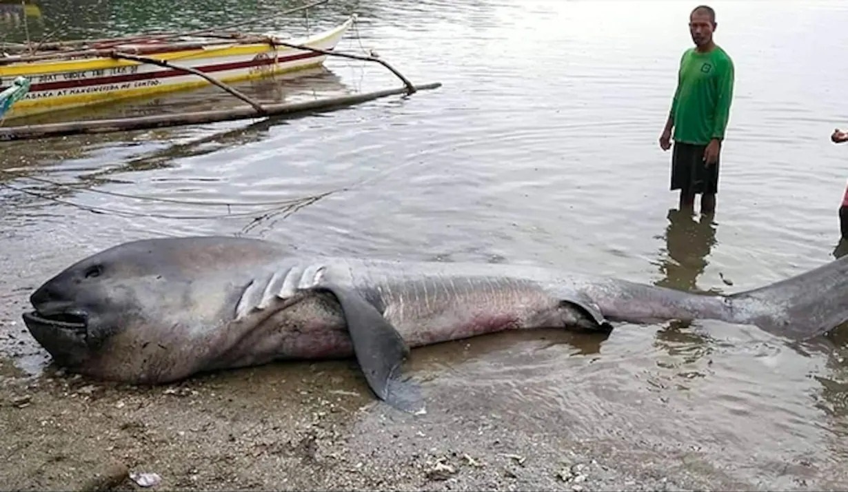 Con ca map sieu hiem dat vao bo bien Philippines hinh anh