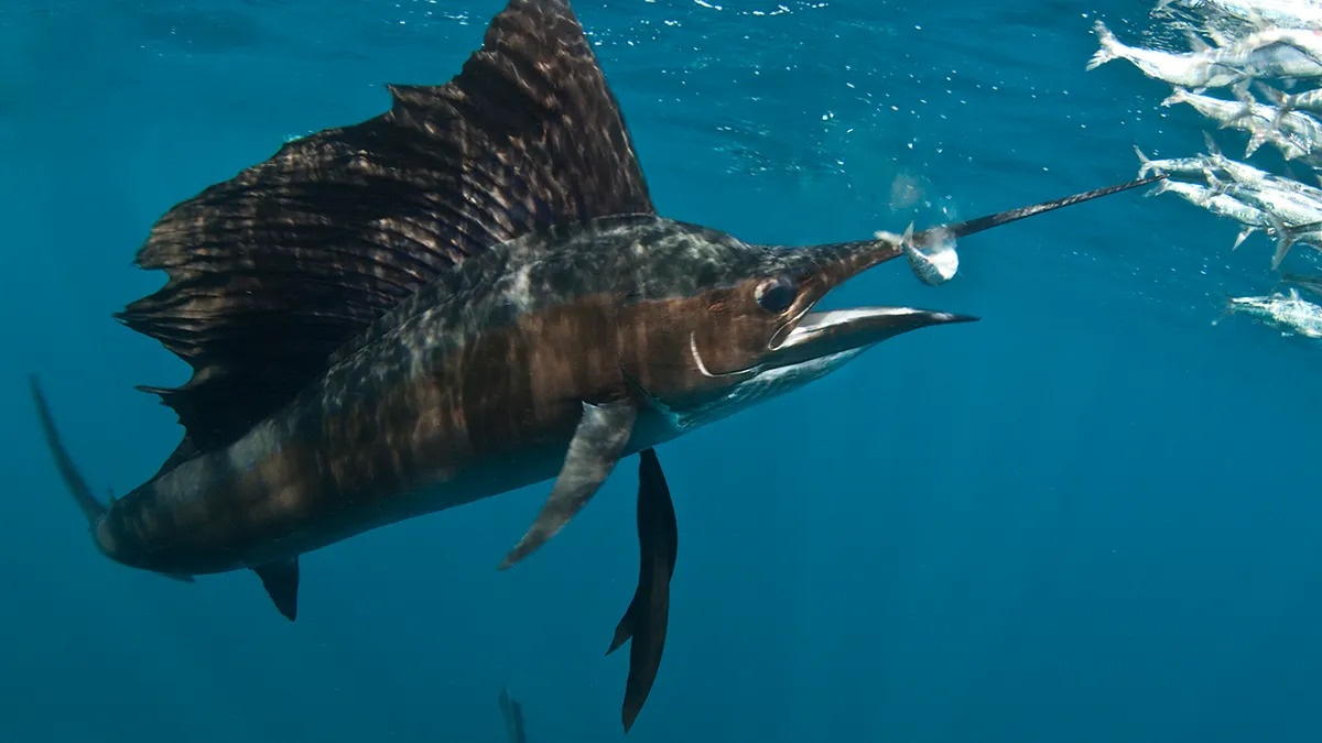 nhap vien vi bi ca buom dam anh 1