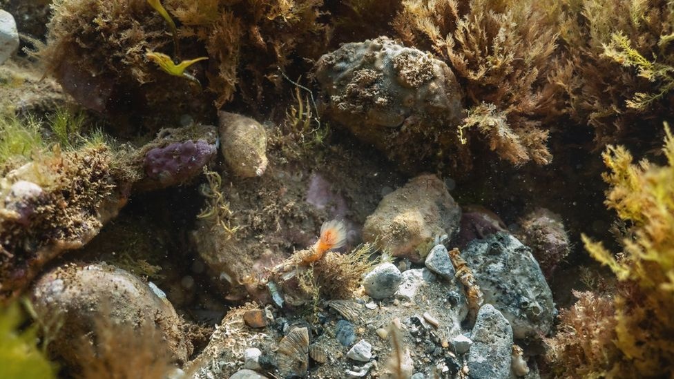 song nhiet o Anh anh 2