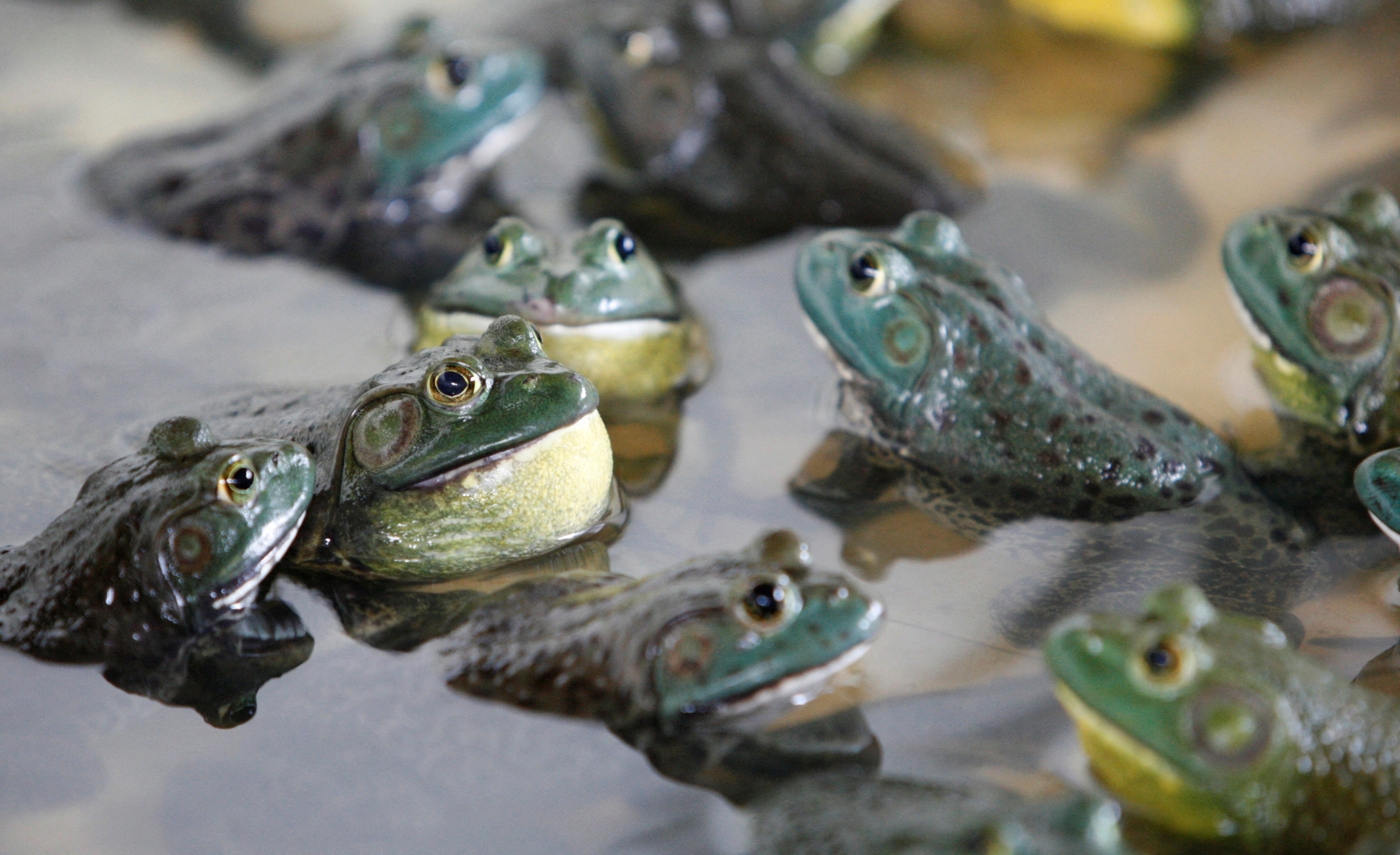 thiet hai do dong vat anh 1