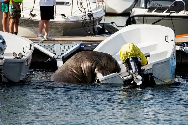 Thu tuong Na Uy: 'An tu hai ma Freya la dung' hinh anh
