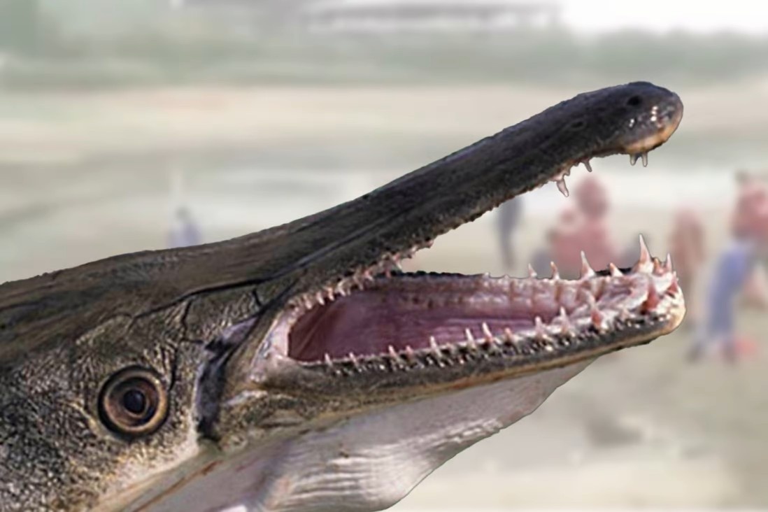 Hang trieu nguoi theo doi cuoc san thuy quai o Trung Quoc hinh anh