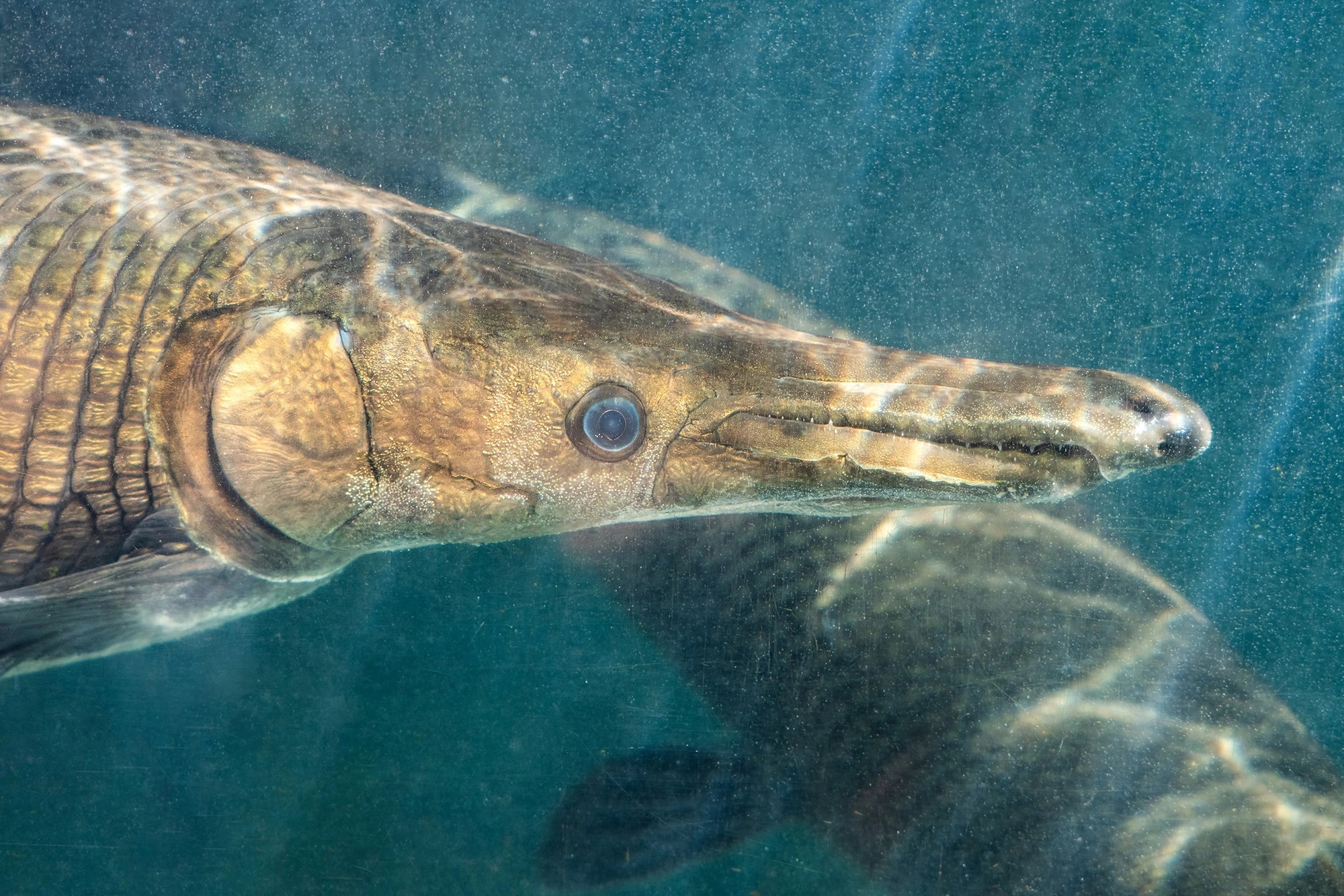 ca sau mom dai anh 2