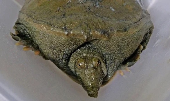 Philippines canh bao vi su xuat hien cua rua mai mem Trung Quoc hinh anh