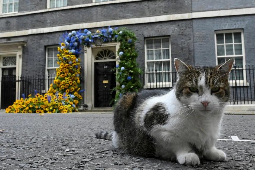 meo Larry o Anh anh 1