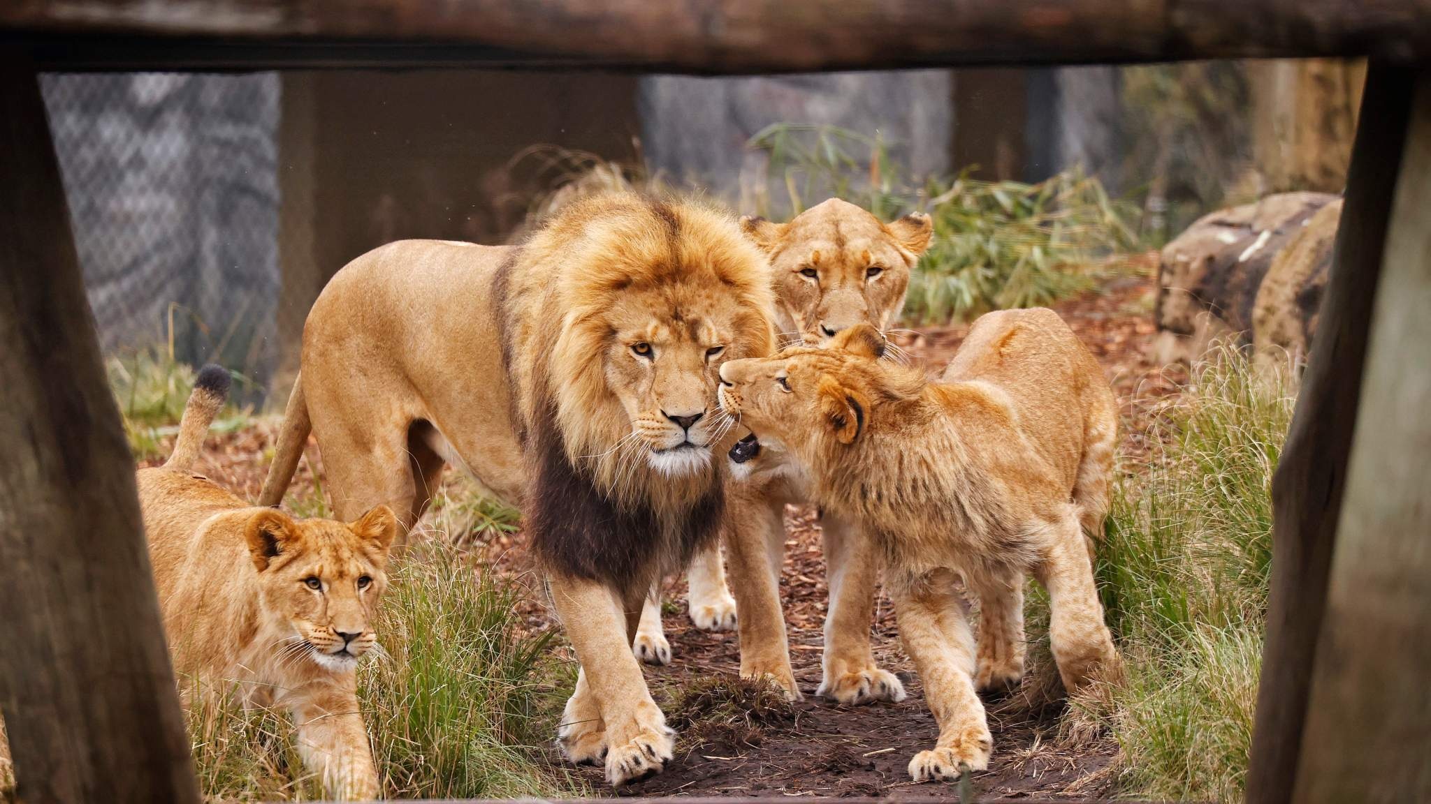 Vuon thu o Australia bi phong toa vi 5 su tu xong chuong hinh anh