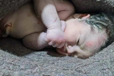 Nhieu nguoi muon nhan nuoi be gai voi day ron dinh me o dong dat Syria hinh anh