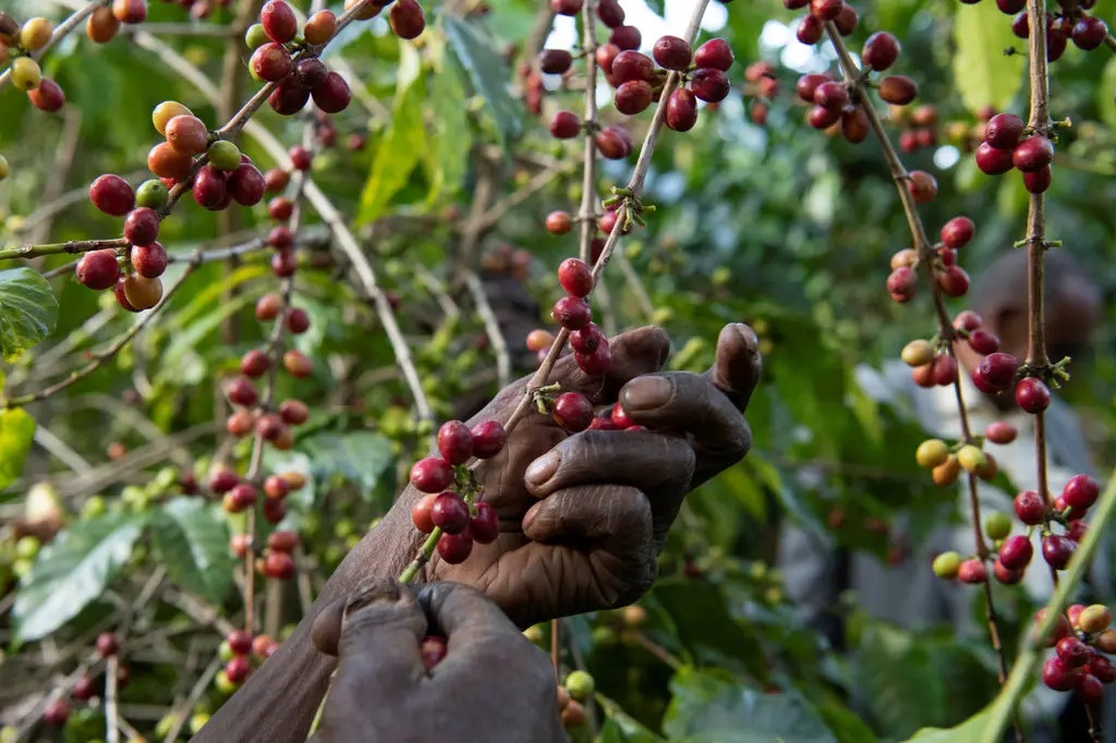 vien nen ca phe anh 2