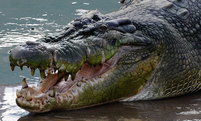 Choc ngon tay vao mat ca sau quai vat, nguoi dan ong thoat nan than ky hinh anh