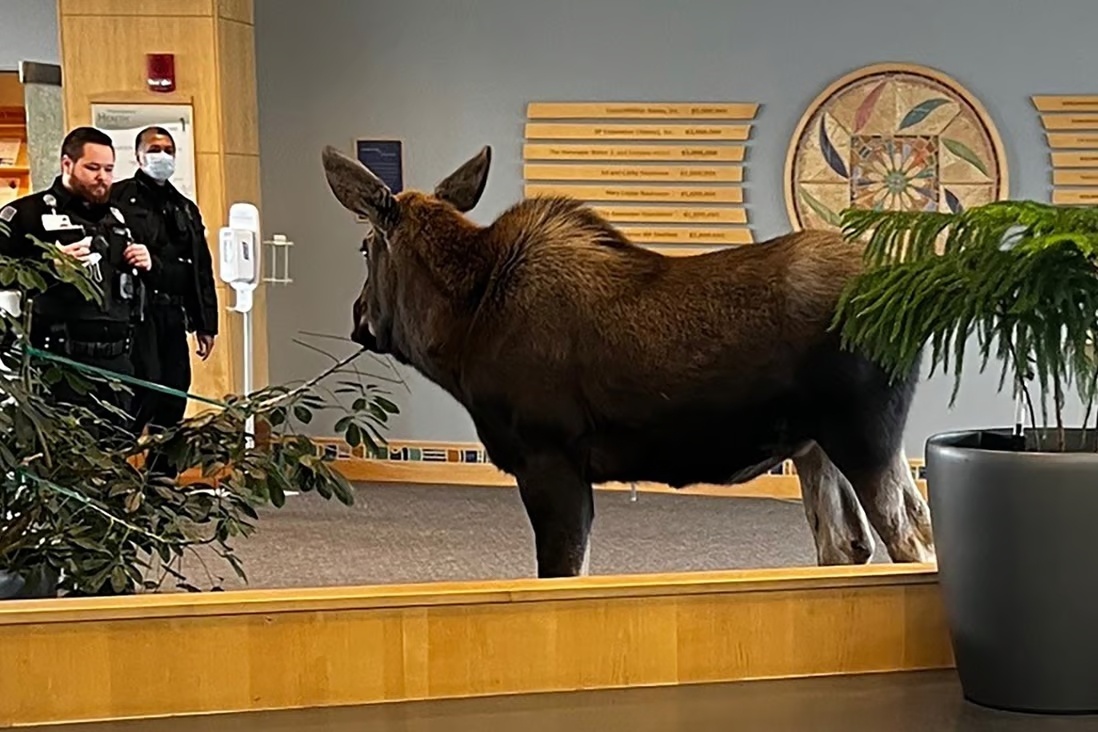 Nai sung tam xong vao benh vien o Alaska, gam cay canh hinh anh