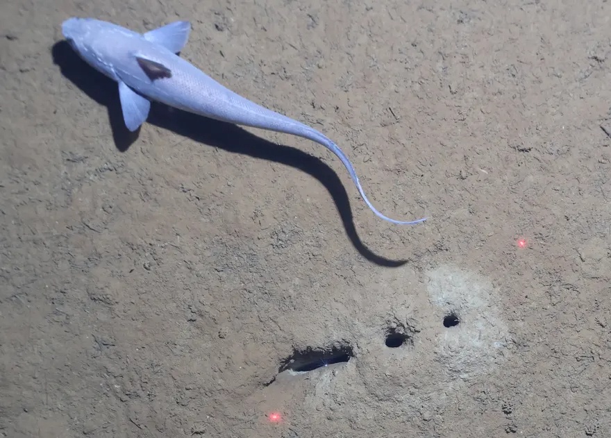 Phat hien bat ngo ve hang lo thang tap duoi day bien hinh anh