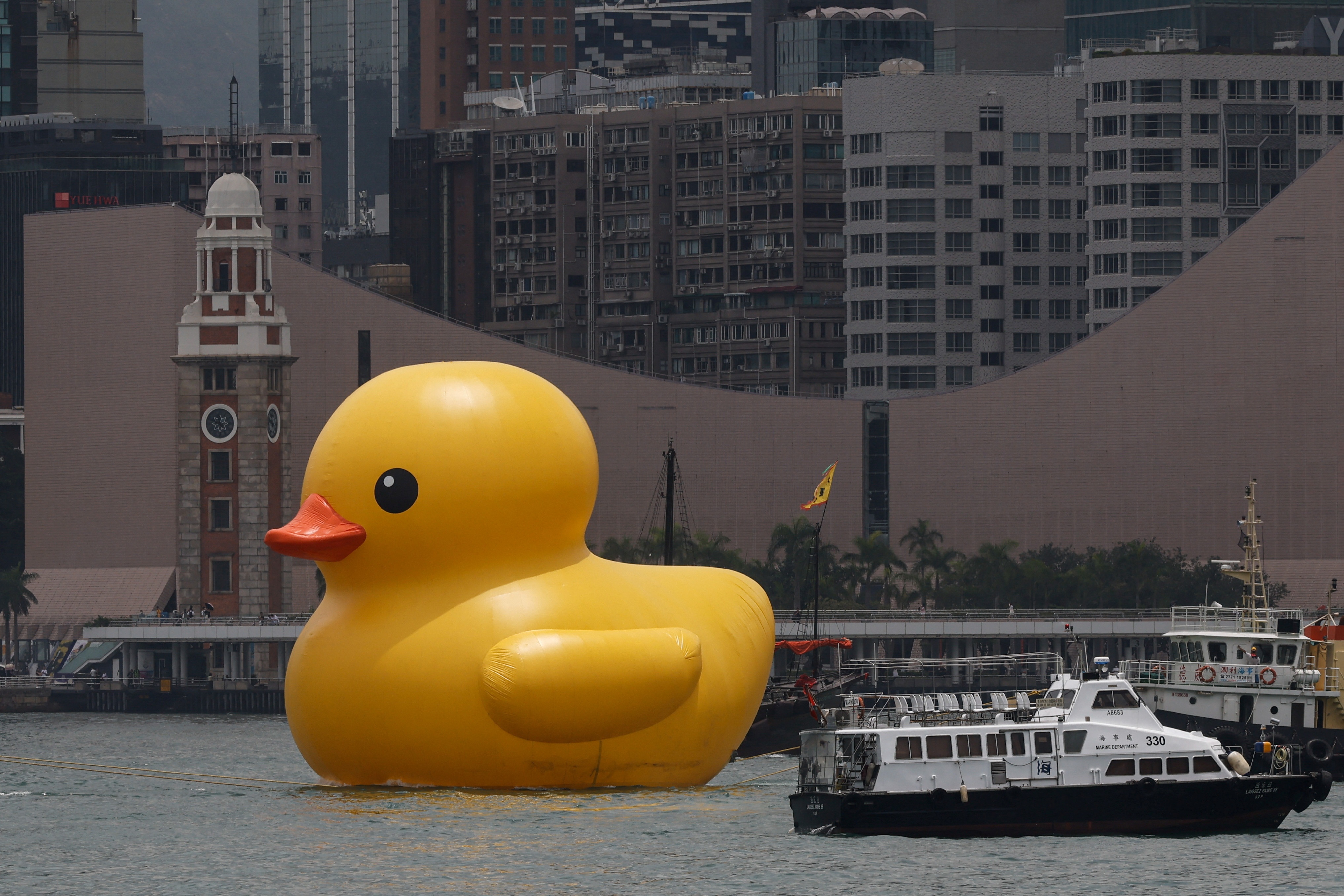 vit vang khong lo anh 7