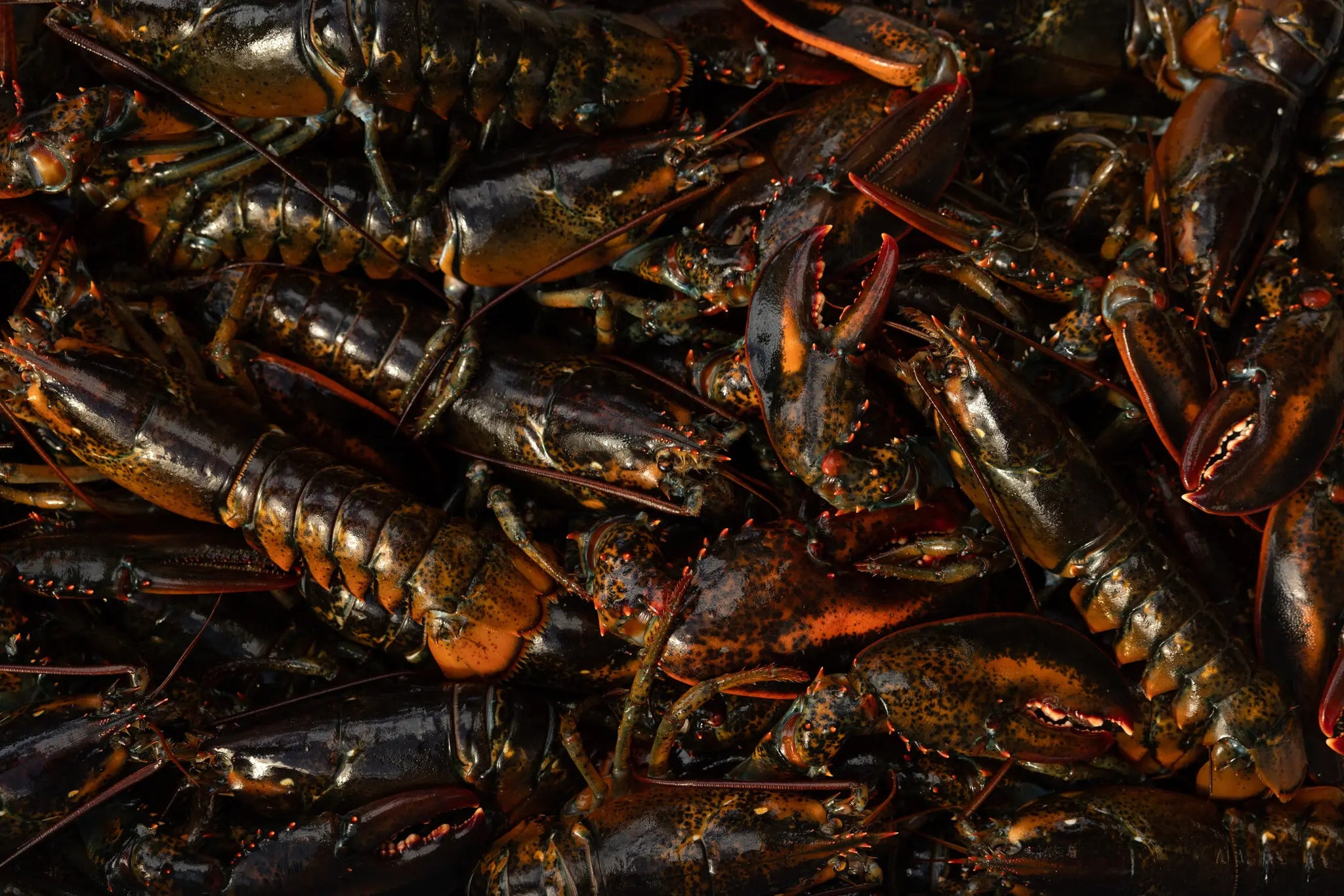 Mat toi cua cuoc chien tom hum o Canada hinh anh