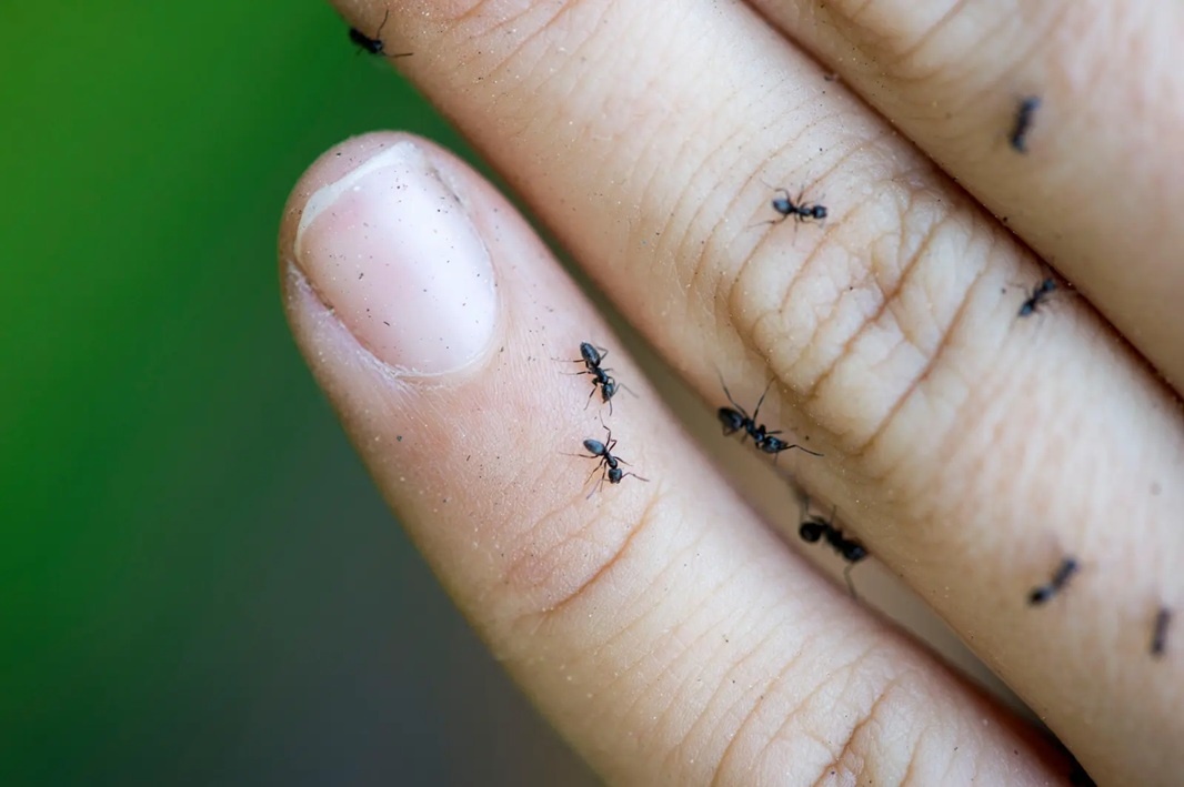 Mat dien, mat Internet vi 'sieu tap doan kien' hang trieu con hinh anh