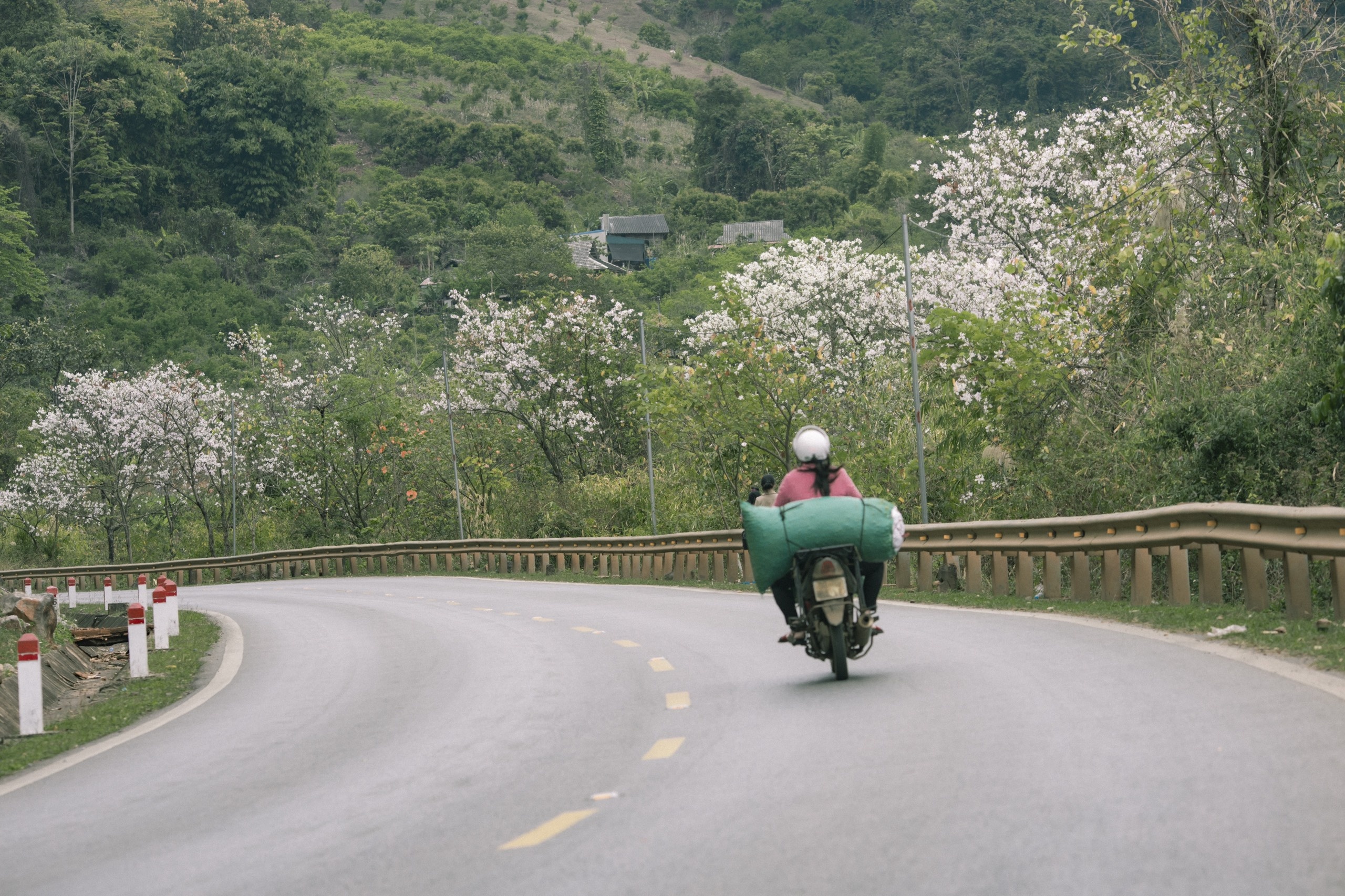 Mua hoa ban Moc Chau anh 2