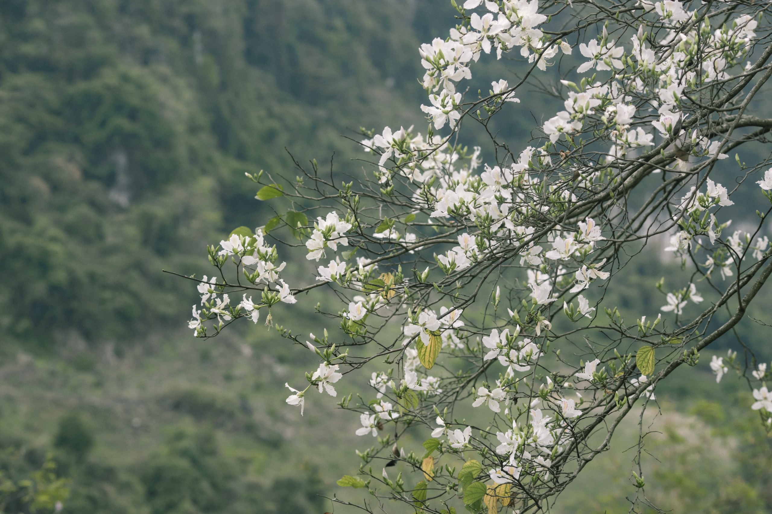 Mua hoa ban Moc Chau anh 3