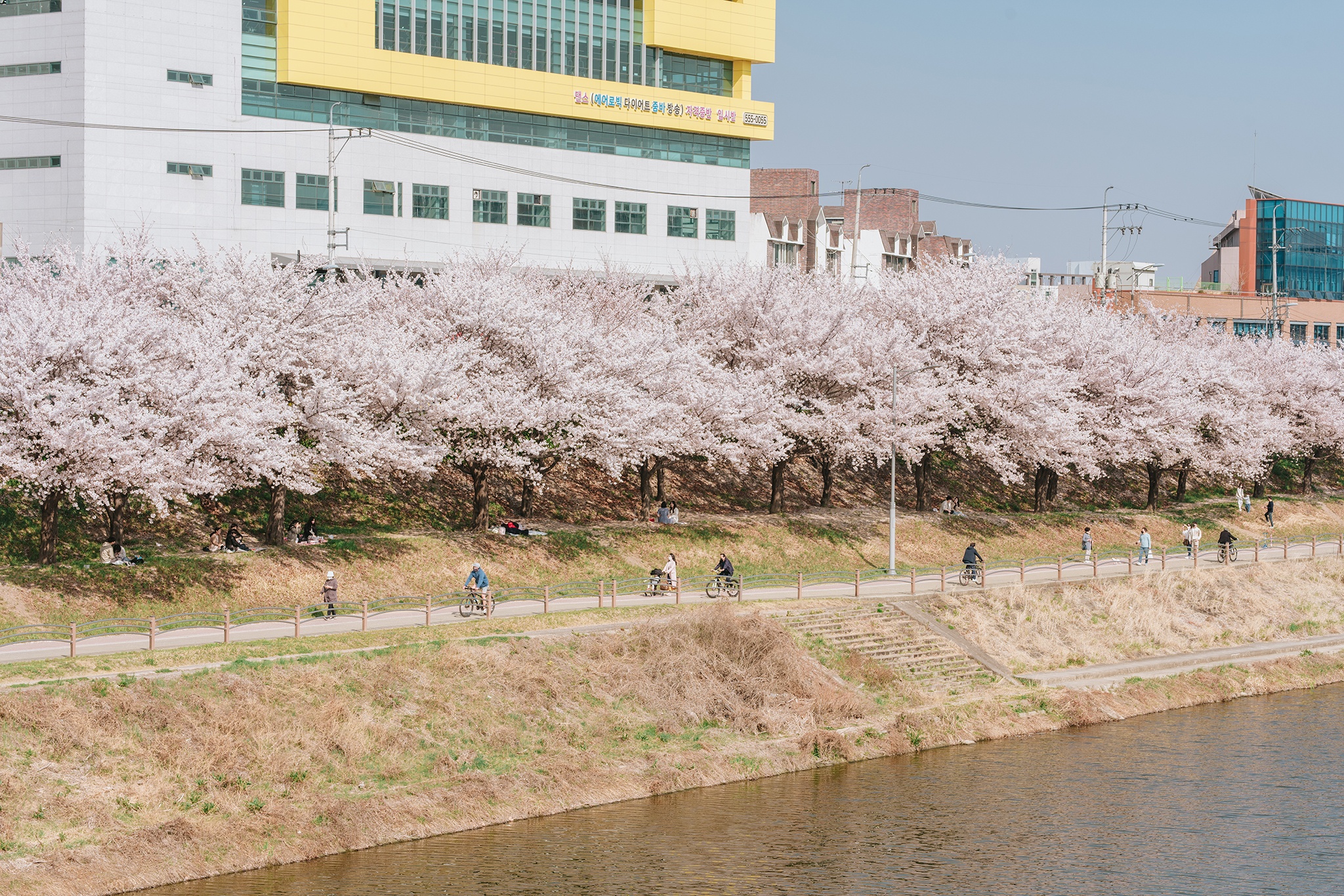 Hoa anh đào Hàn Quốc ảnh 2 Hoa anh dao Han Quoc anh 2