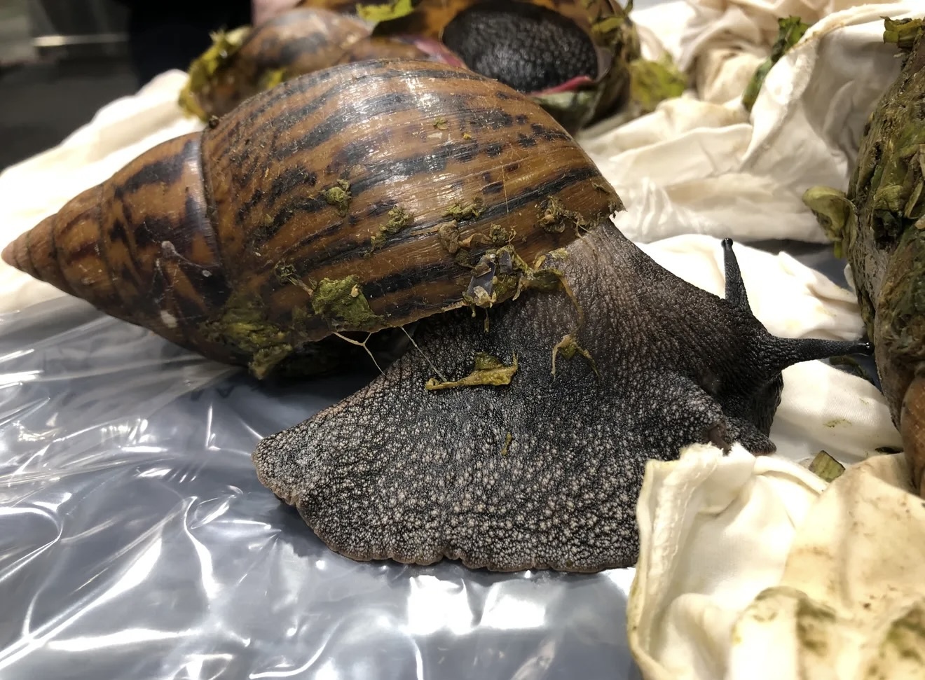 Phat hien 6 con oc sen khong lo tai san bay My hinh anh