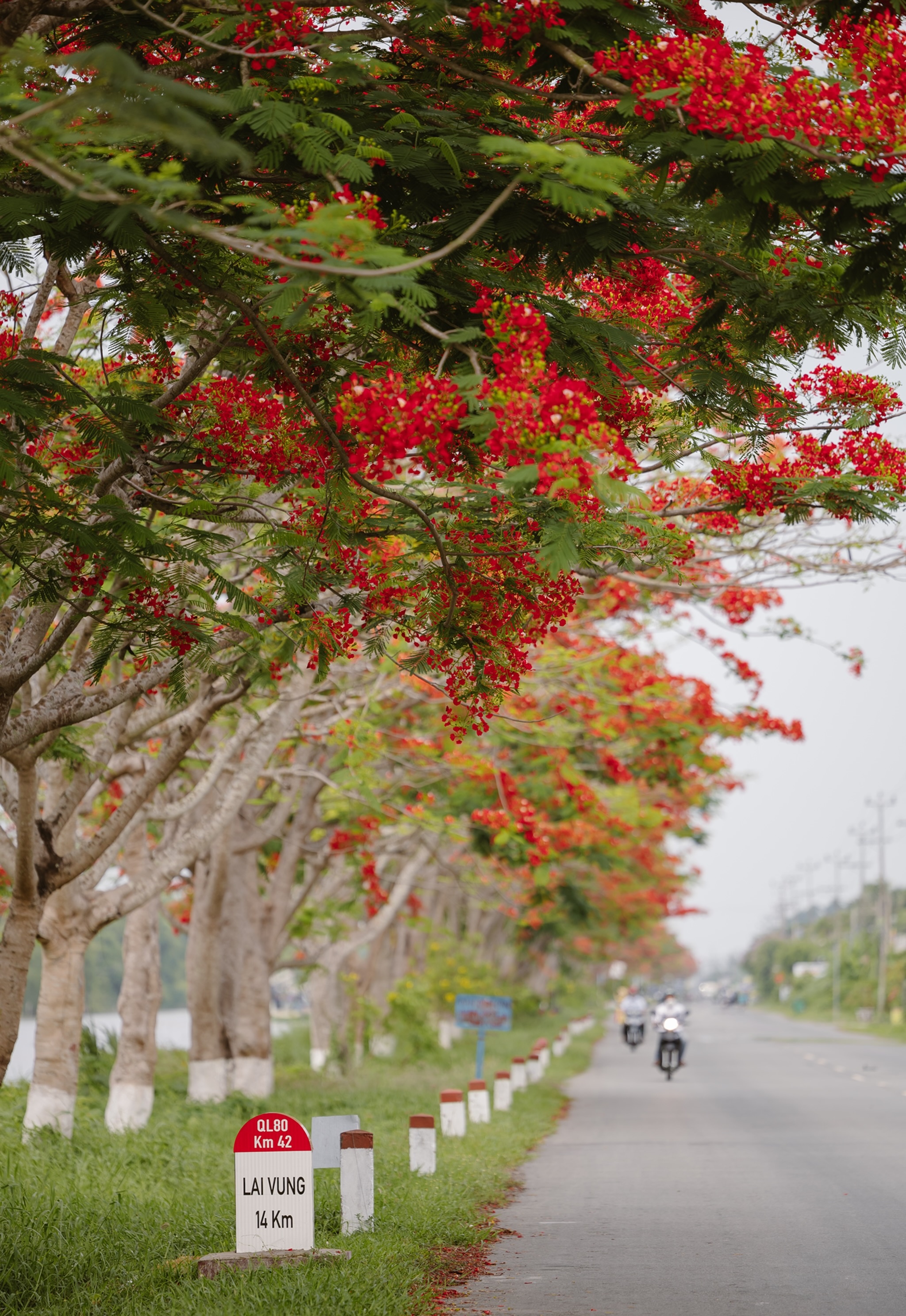 hoa no mua he anh 13