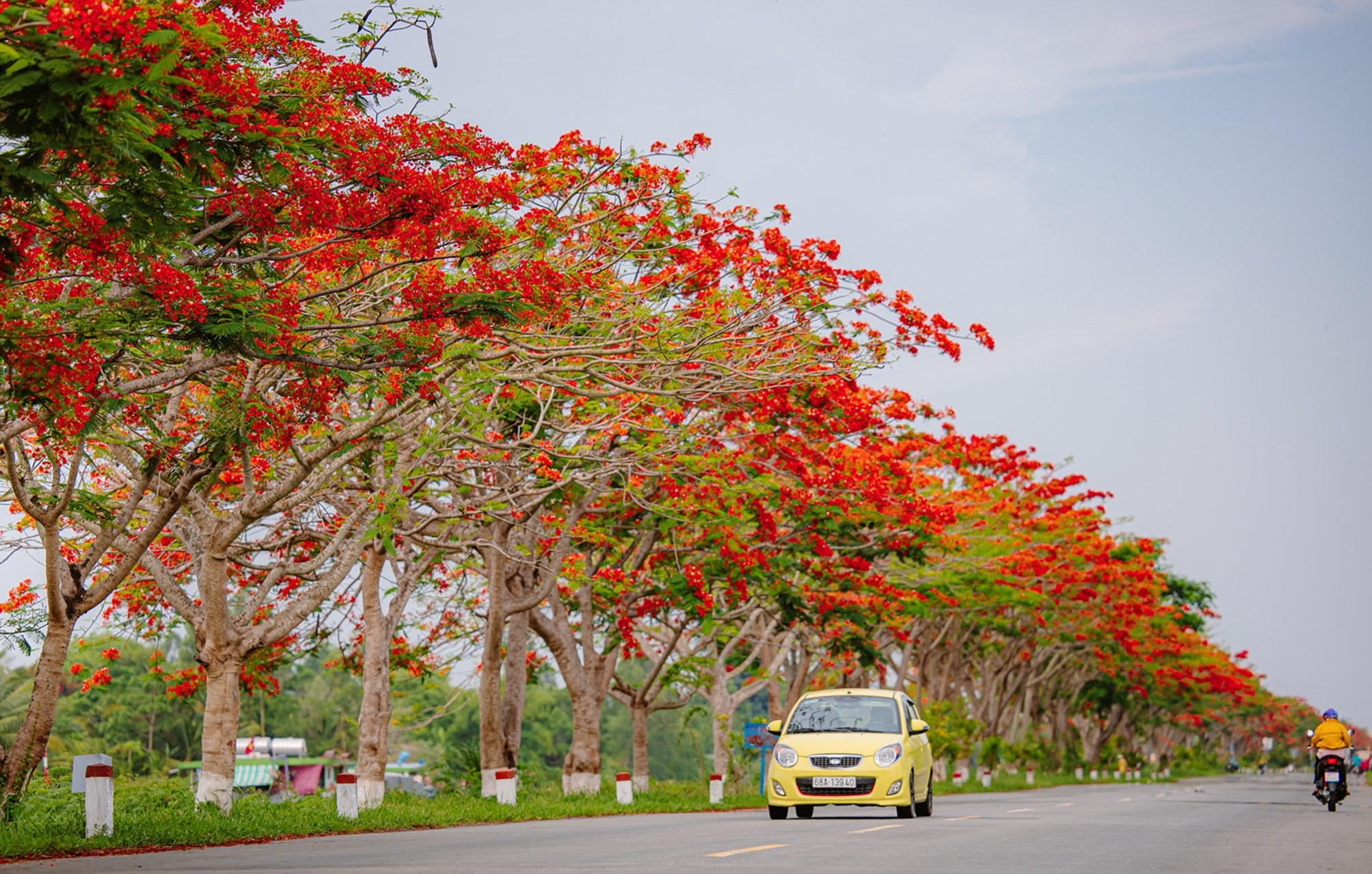 hoa no mua he anh 14