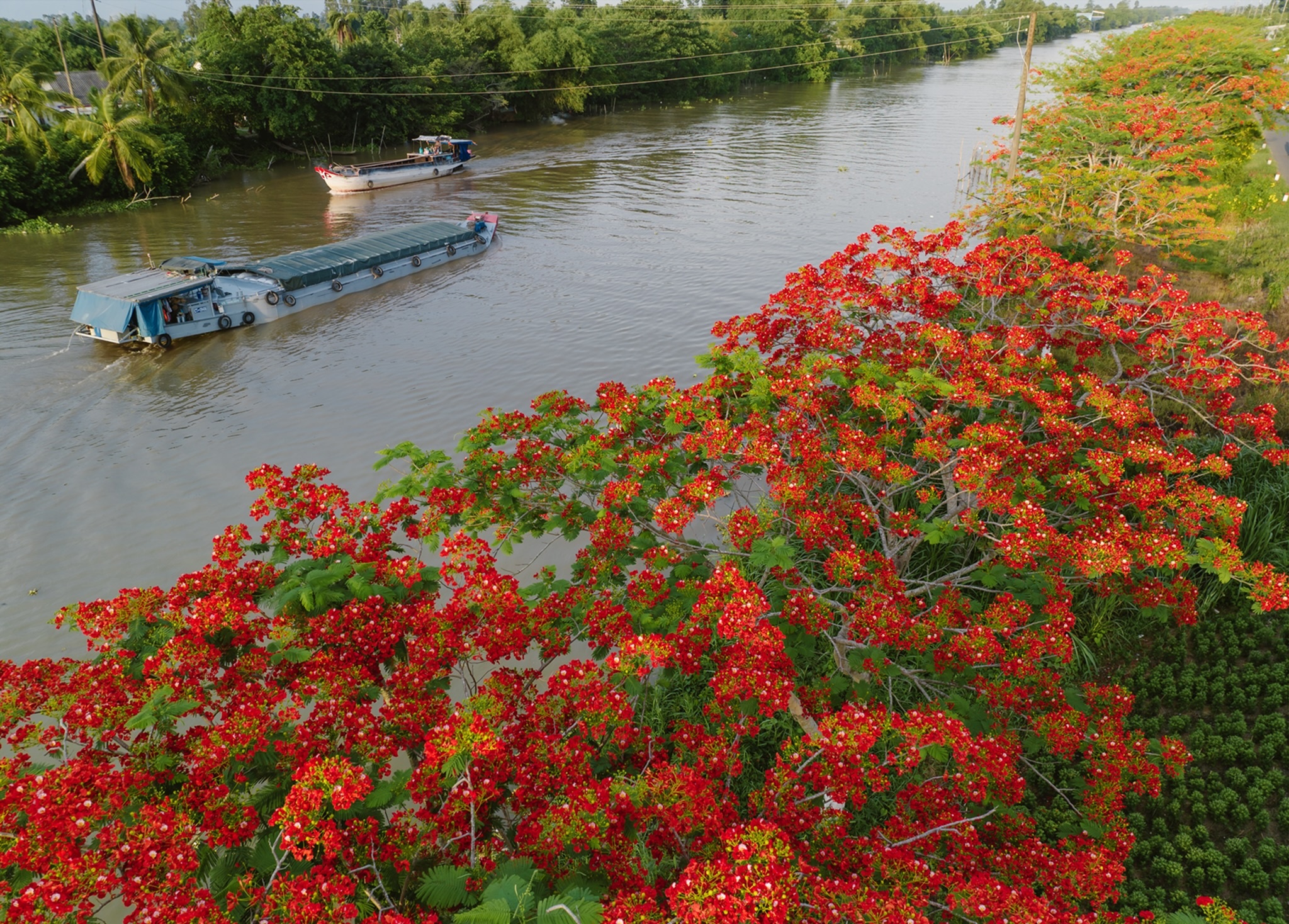 hoa no mua he anh 12