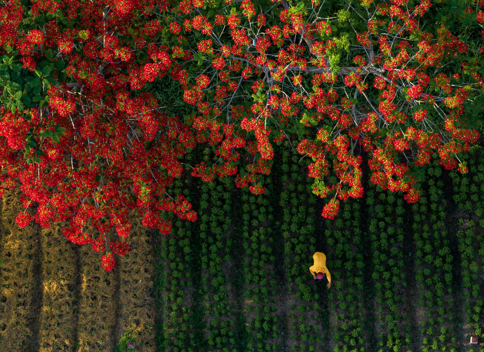 Diem den trong nuoc ngap sac hoa dip he hinh anh