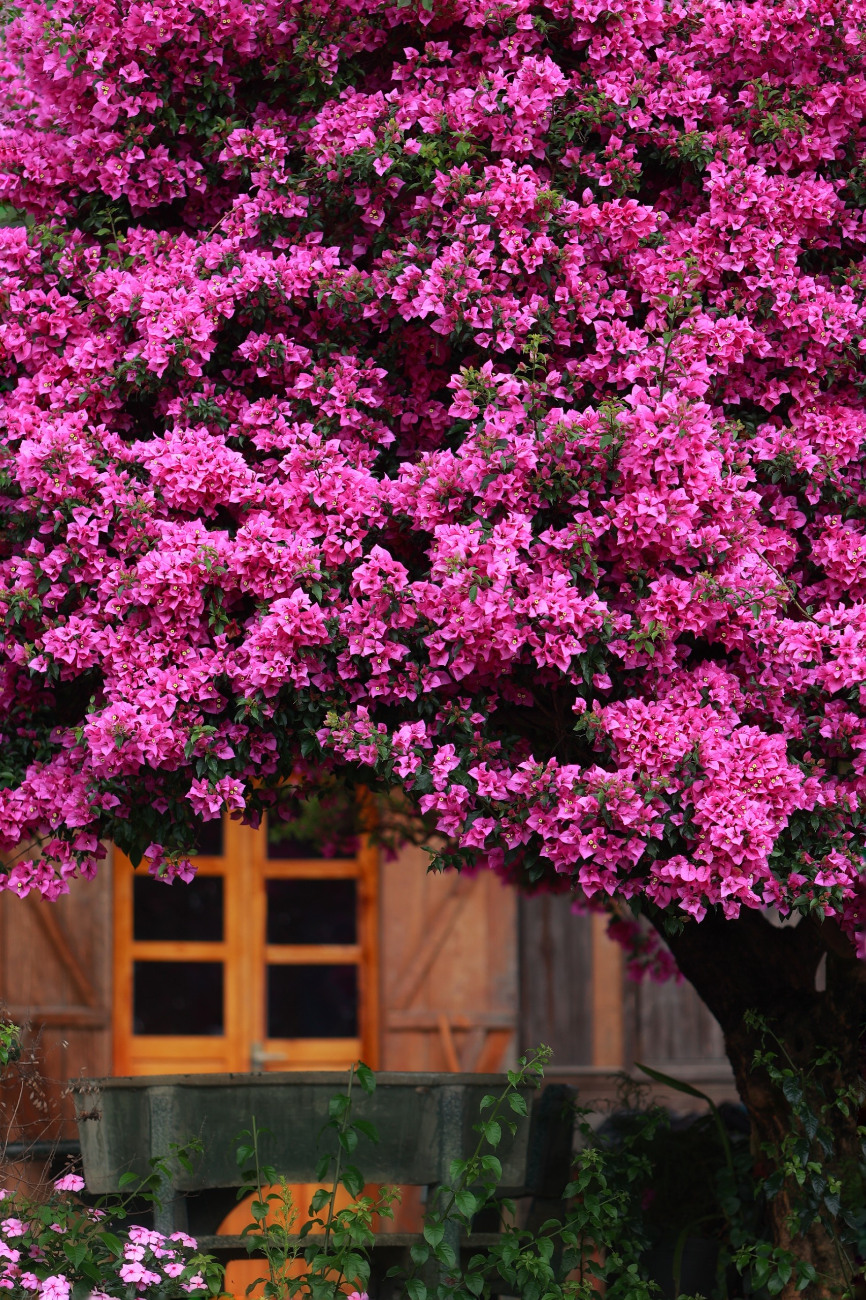 hoa no mua he anh 10