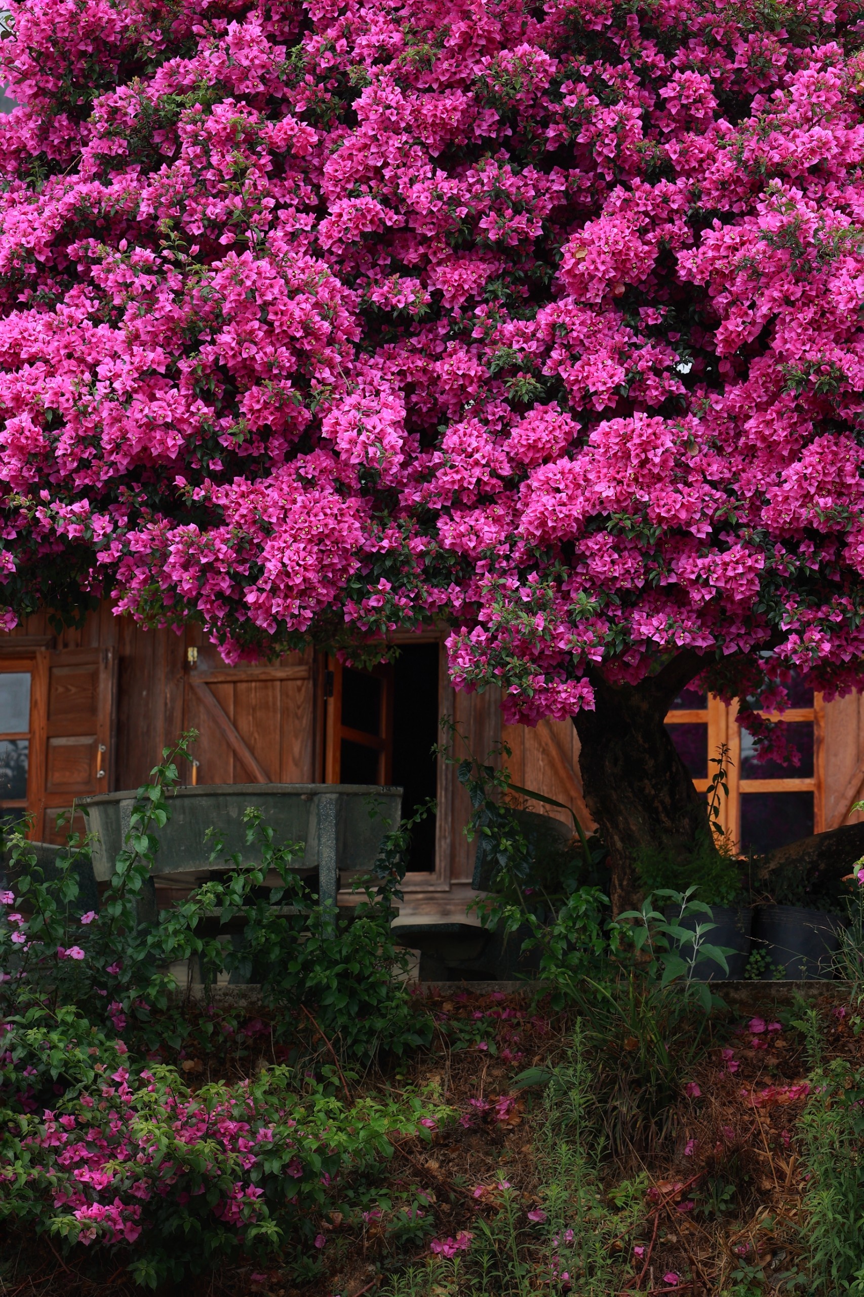 hoa no mua he anh 11