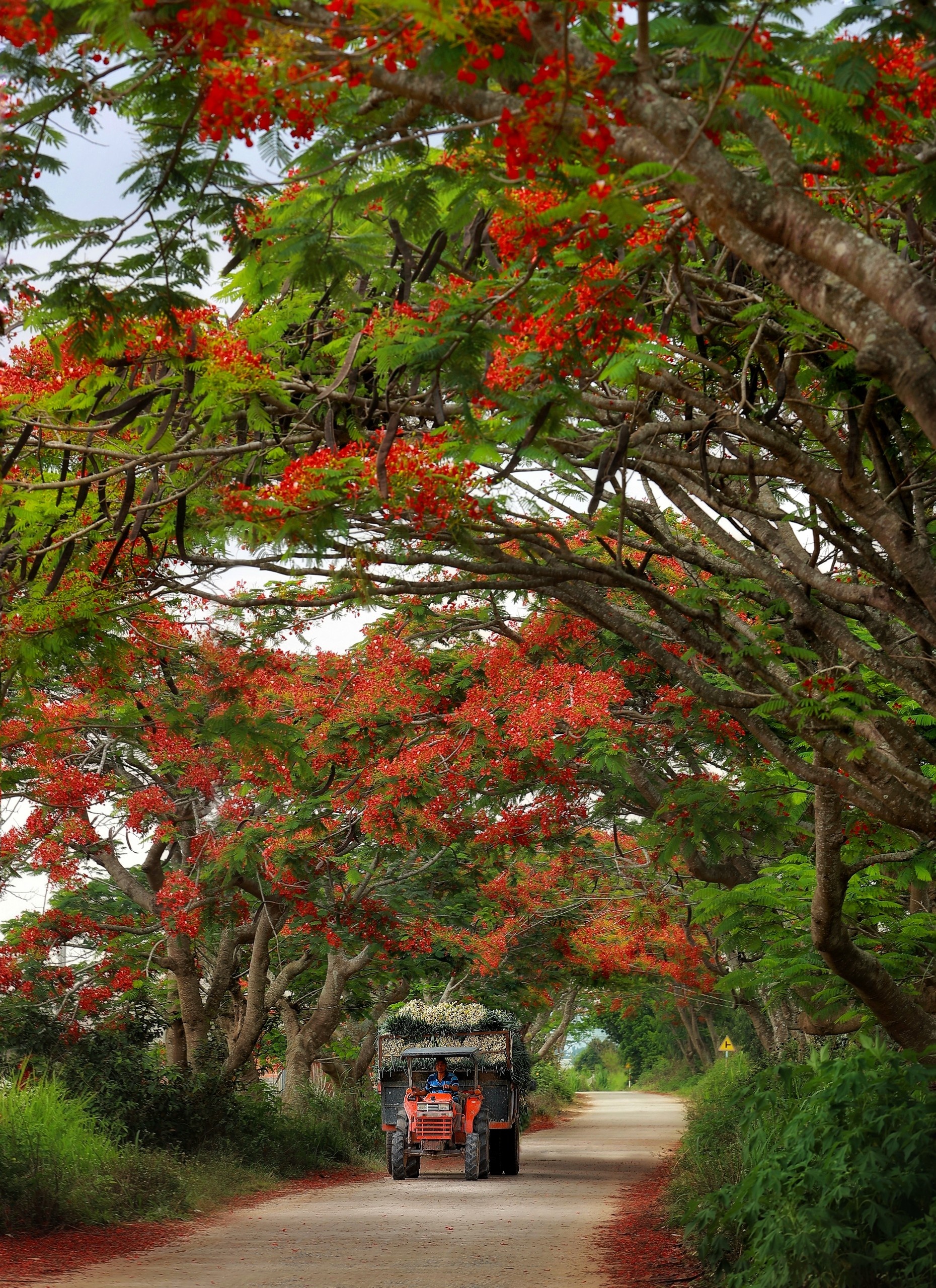 hoa no mua he anh 16