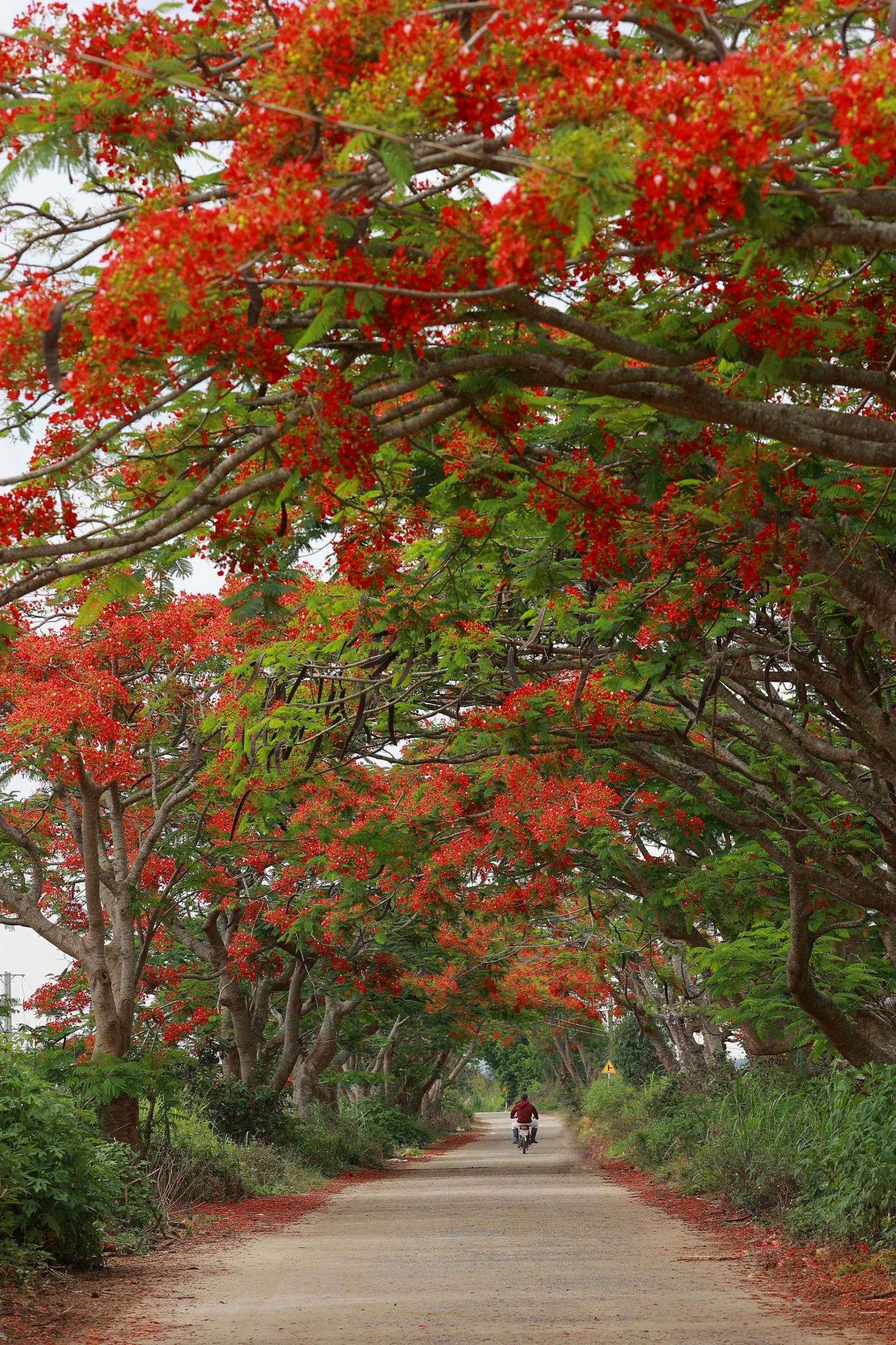 hoa no mua he anh 17