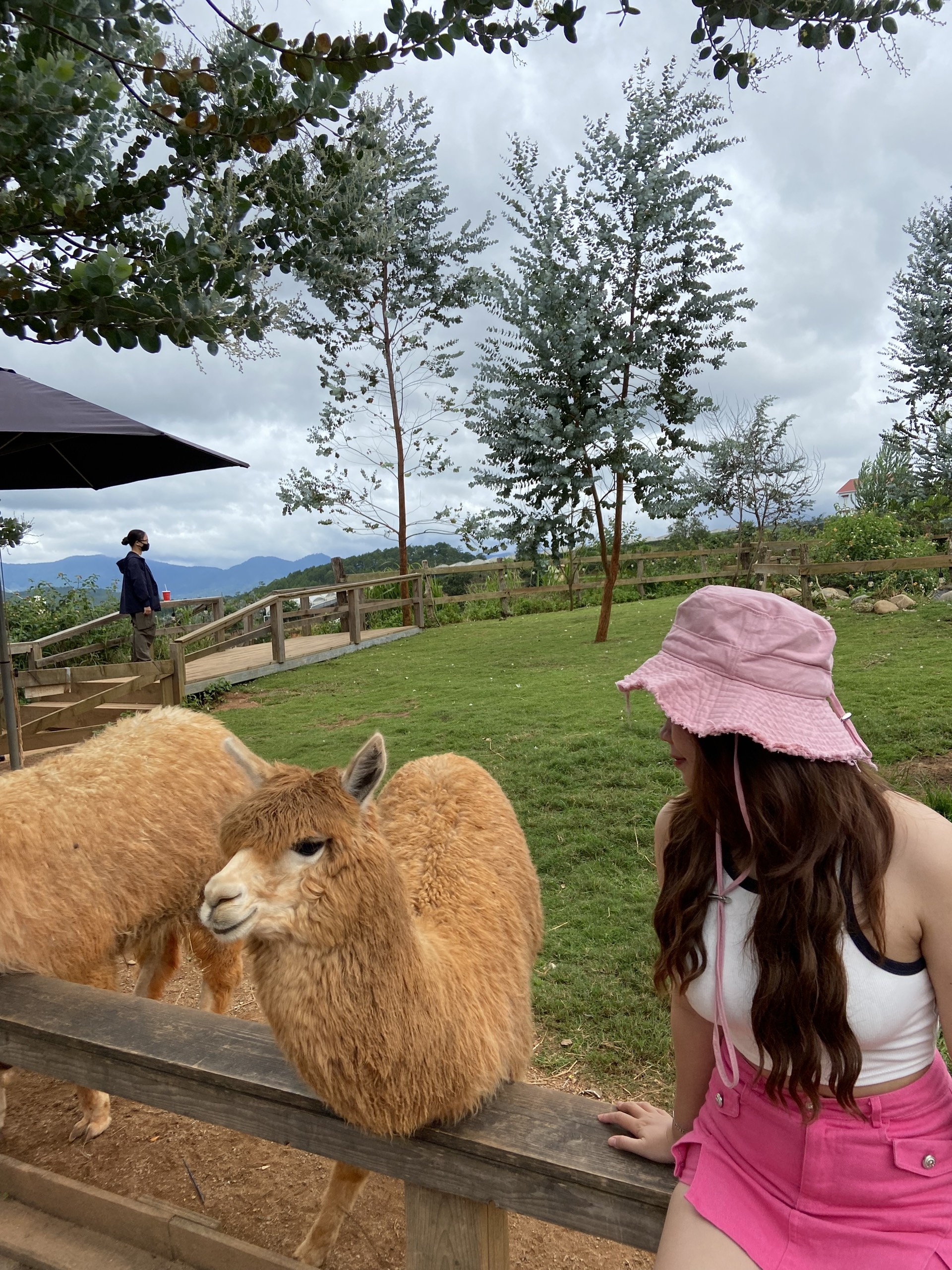 Đà Lạt bê tông hóa ảnh 2 Da Lat be tong hoa anh 2